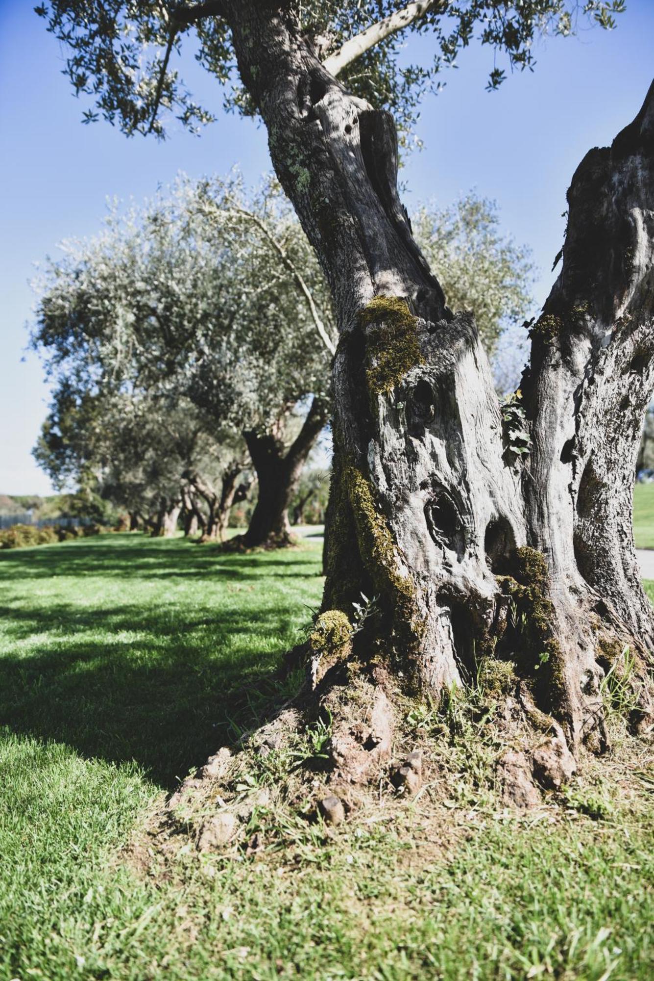Vigna Caio Relais & Spa (Adults Only) Bracciano Kültér fotó